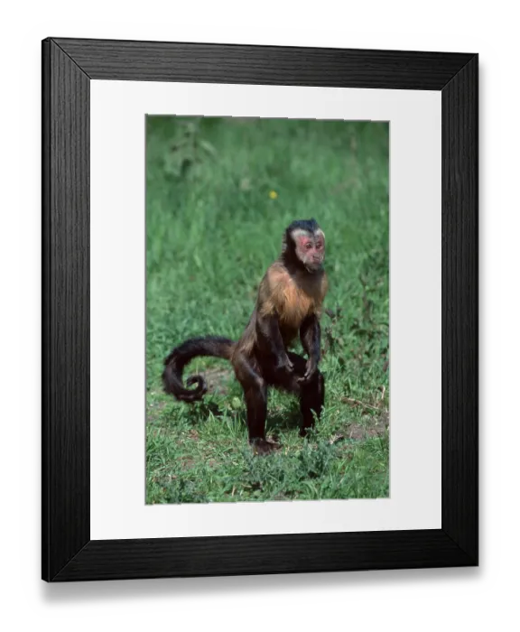 Framed Print : Brown tufted capuchin (Cebus apella)