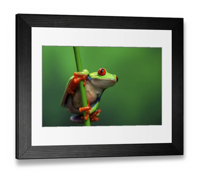 Framed Print : Red-eyed tree frog (Agalychnis callidryas), male
