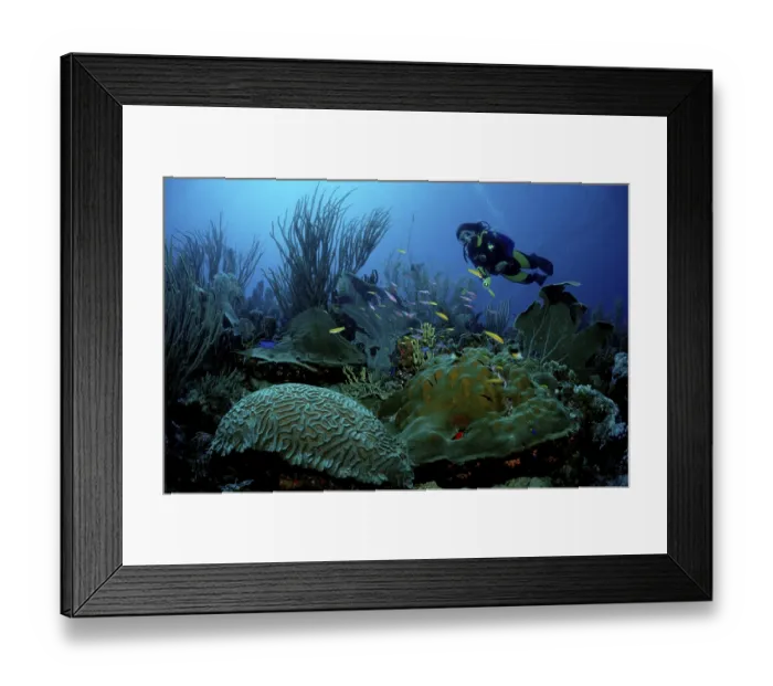 Framed Print : Diver at coral reef, Carribean Sea Framed Print : Diver at coral reef, Carribean Sea