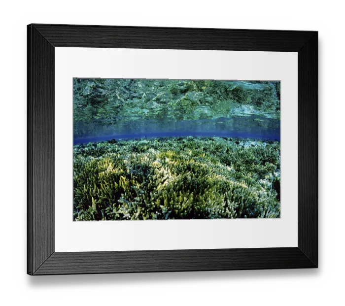 Framed Print : Coral Reef, Red Sea, Egypt, Coral Reef