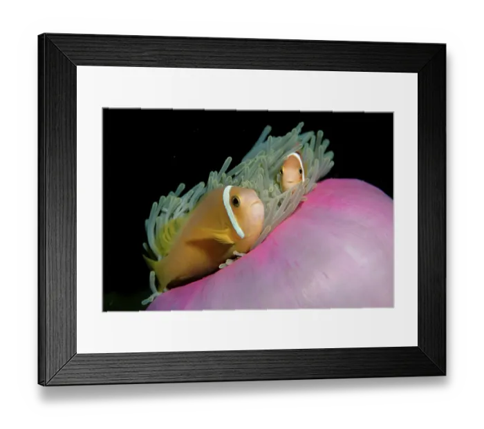Framed Print : Black-footed Clownfish, Indian Ocean Framed Print : Black-footed Clownfish, Indian Ocean