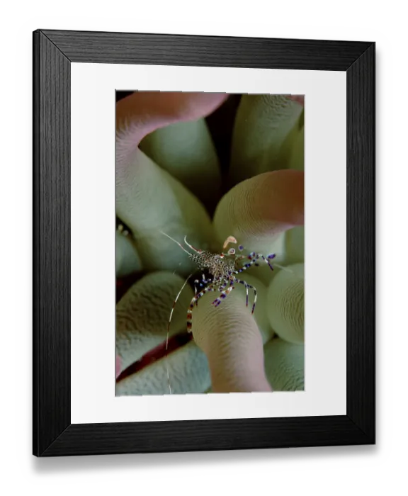 Framed Print : Anemone Shrimp, Carribean Sea, anemone shrimp