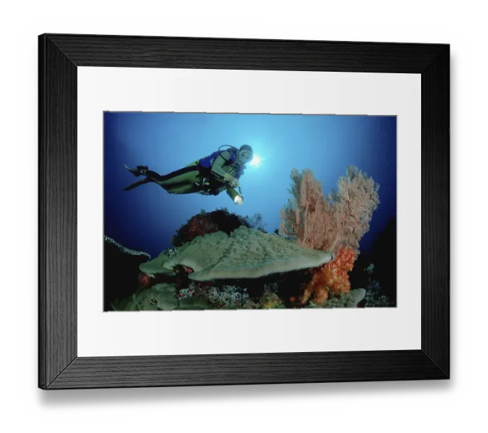 Framed Print : Diver at coral reef, Komodo national park