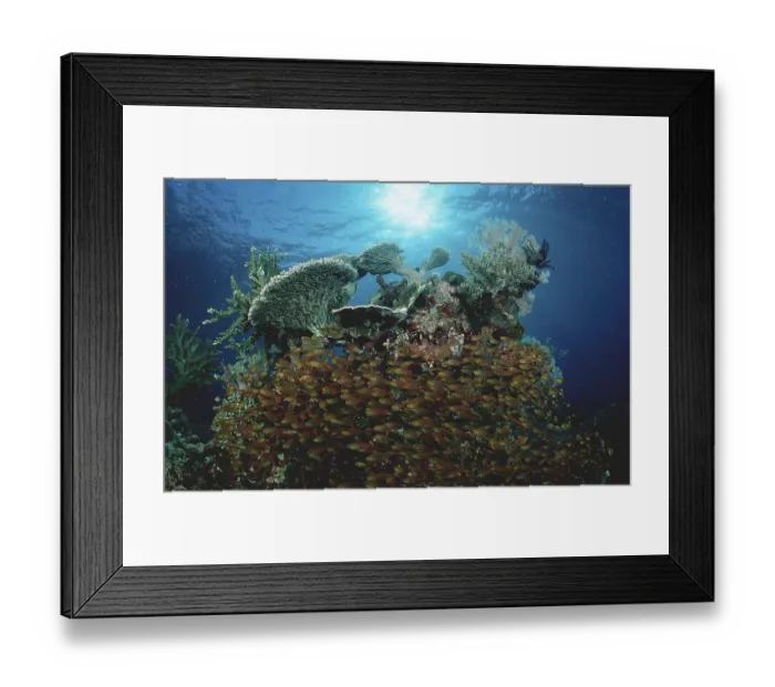 Framed Print : Slender (Parapriacanthus ransonneti) Sweepers at coral reef Framed Print : Slender (Parapriacanthus ransonneti) Sweepers at coral reef