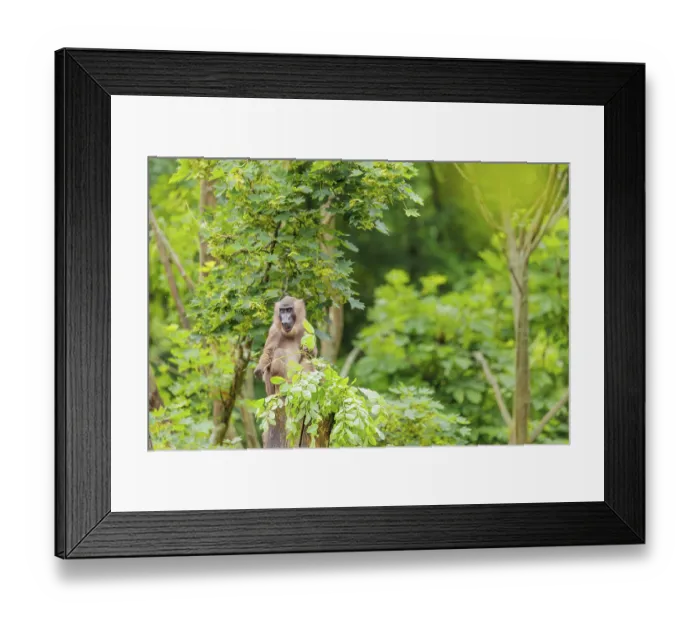 Framed Print : A female Drill (Mandrillus leucophaeus) sits high up in a tree