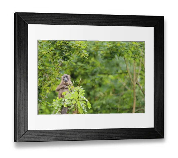 Framed Print : A female Drill (Mandrillus leucophaeus) sits high up in a tree Framed Print : A female Drill (Mandrillus leucophaeus) sits high up in a tree