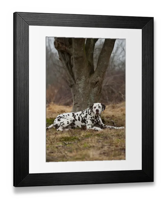Framed Print : Dalmatian, lying Framed Print : Dalmatian, lying