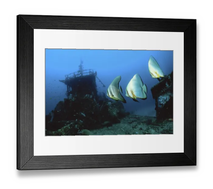 Framed Print : Pinnate Spadefish and Dusky batfish (Platax pinnatus)