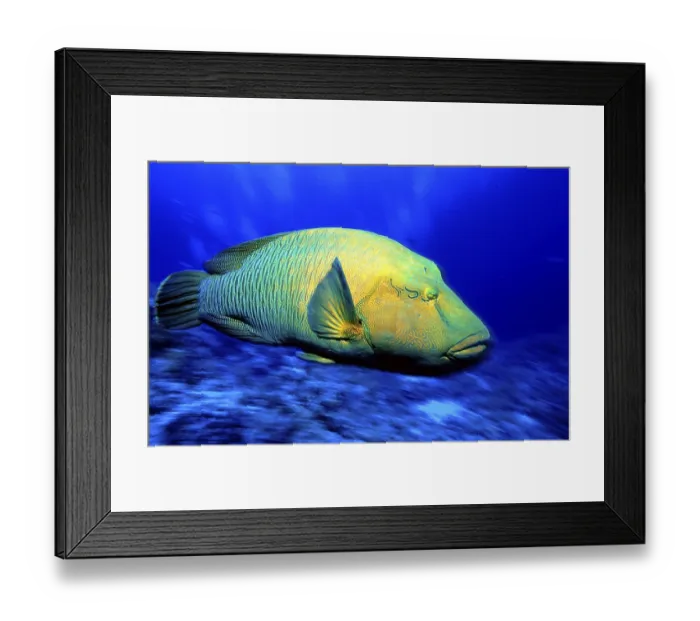 Framed Print : Humphead Wrasse (Cheilinus undulatus) Framed Print : Humphead Wrasse (Cheilinus undulatus)