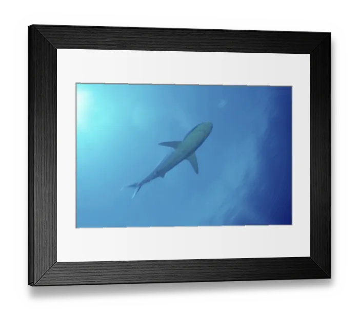 Framed Print : Silvertip Shark (Carcharhinus albimarginatus) Framed Print : Silvertip Shark (Carcharhinus albimarginatus)