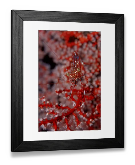 Framed Print : Red-white spotted Cleander Shrimp Framed Print : Red-white spotted Cleander Shrimp