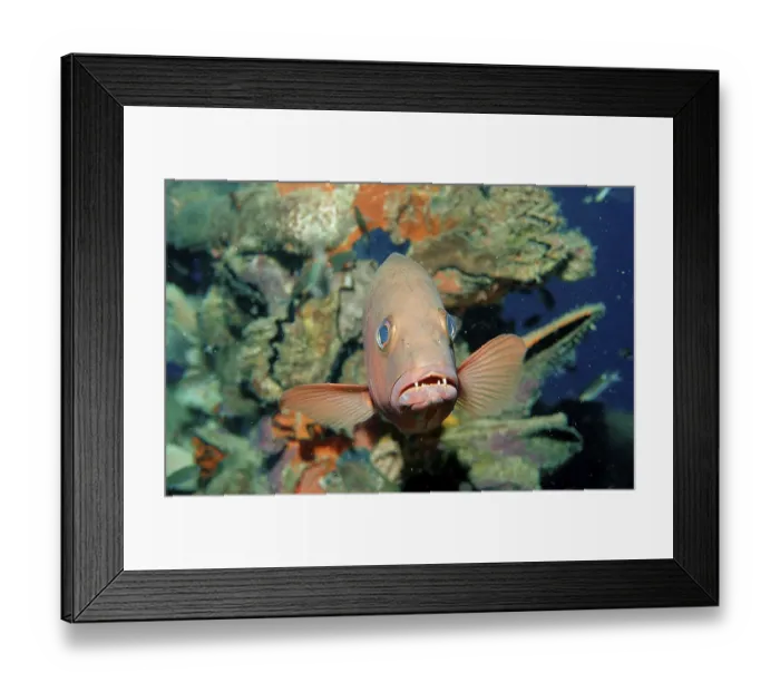 Framed Print : Red Reef two spot red snapper (Lutjanus bohar) Framed Print : Red Reef two spot red snapper (Lutjanus bohar)