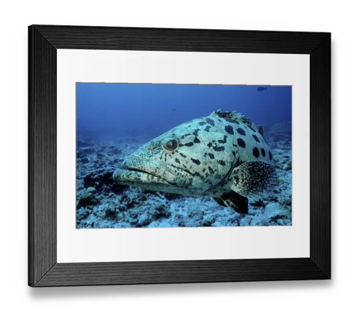 Framed Print : Potato Grouper (Epinephelus tukula)