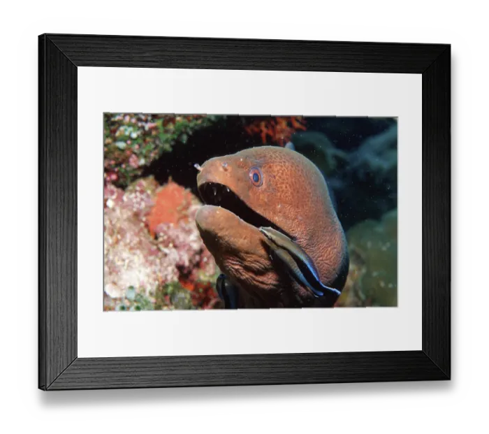 Framed Print : Cleaner Common Wrasse cleaning Yellow-margined moray eel Framed Print : Cleaner Common Wrasse cleaning Yellow-margined moray eel