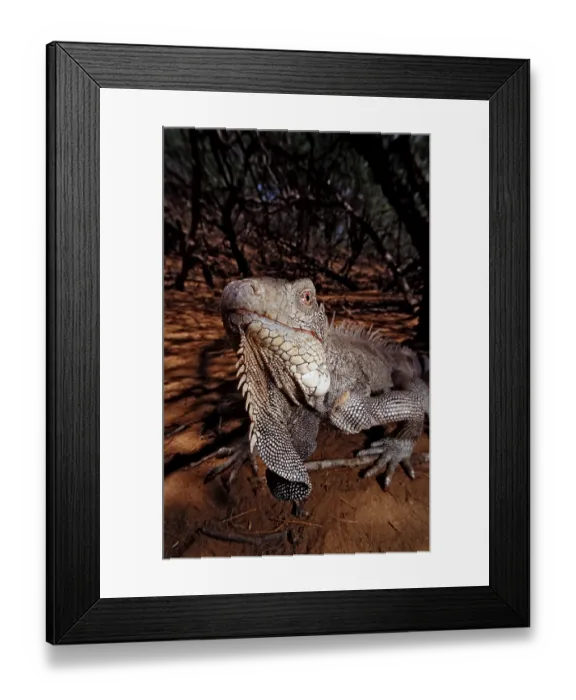 Framed Print : Green Iguana (Iguana iguana), Washington Slagbaai national park
