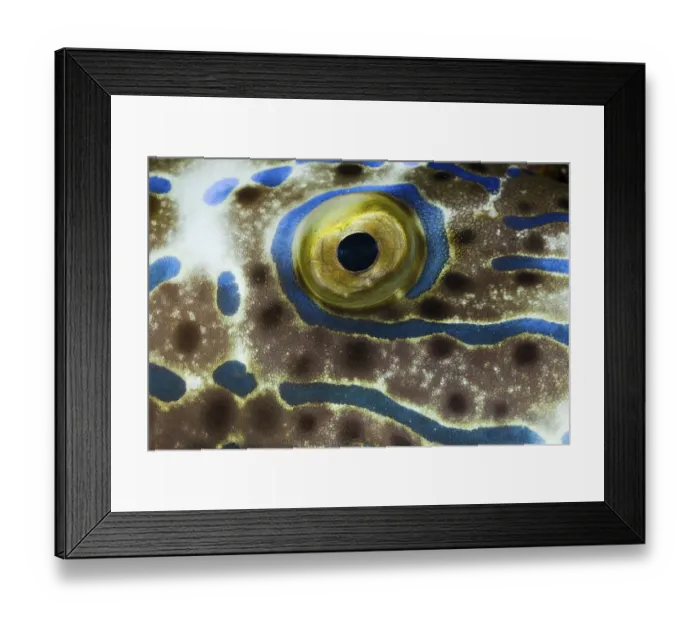 Framed Print : Scrawled filefish (Aluterus scriptus)