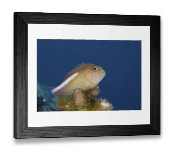 Framed Print : Arc-eye Hawkfish (Paracirrhites arcatus)