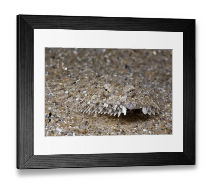 Framed Print : Mediterranean Sole (Monchirus hispidus) Framed Print : Mediterranean Sole (Monchirus hispidus)