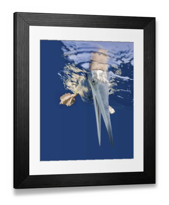 Framed Print : Young Brown Booby (Sula leucogaster) Framed Print : Young Brown Booby (Sula leucogaster)