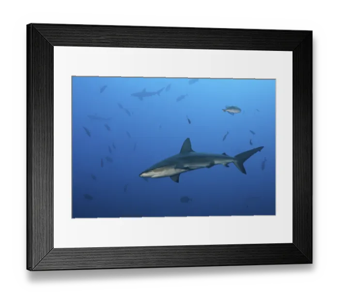 Framed Print : Galapagos Shark (Carcharhinus galapagensis)