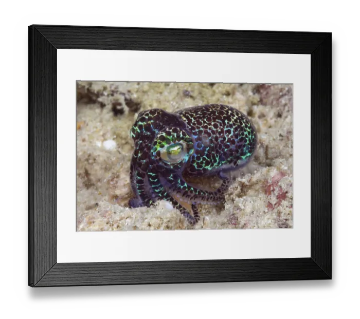 Framed Print : Stub-tailed sepia (Euprymna berryi)