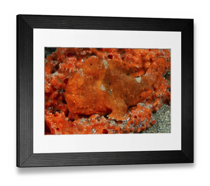 Framed Print : Orange-spotted frogfish (Antennarius pictus)