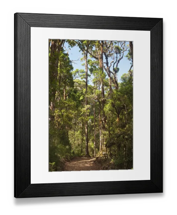 Framed Print : Cloud Forest where Resplendent Quetzals nest Framed Print : Cloud Forest where Resplendent Quetzals nest