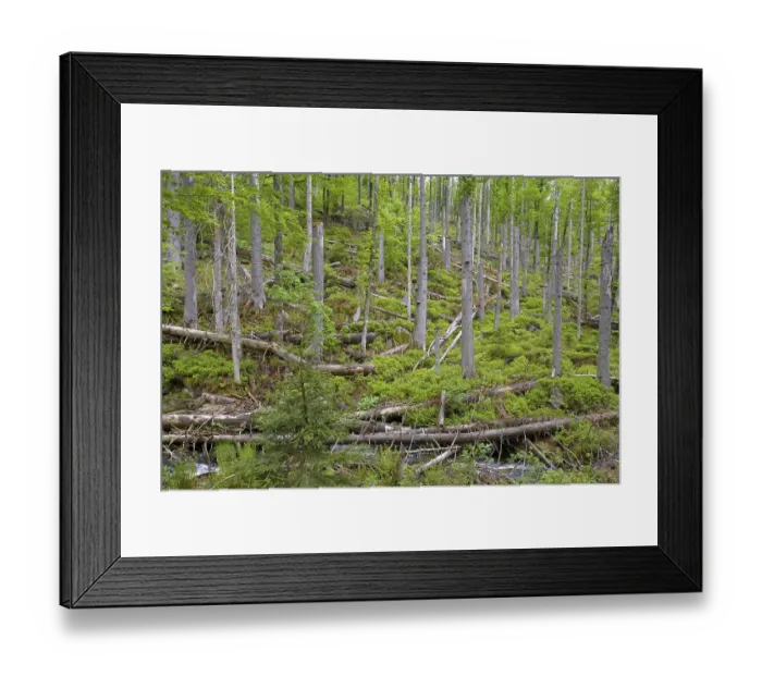 Framed Print : Dead spruce trees after bark beetle infestation