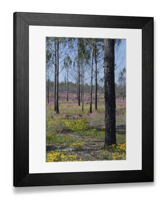 Framed Print : Former forest fire area, near Nazare