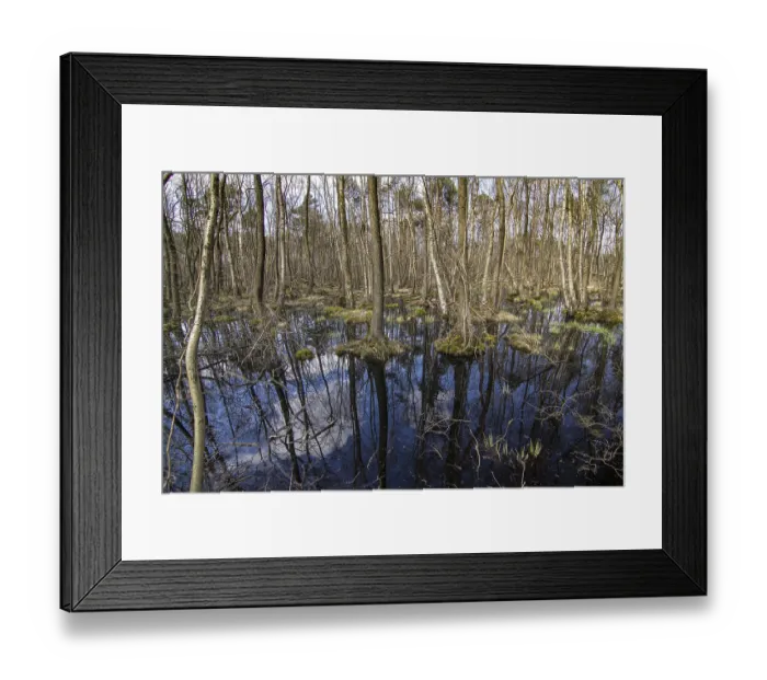 Framed Print : Alluvial forest, black alder (Alnus glutinosa) and birch (Betula pendula)