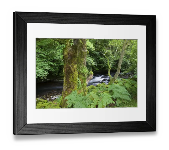 Framed Print : Moss-covered tree in front of a stream