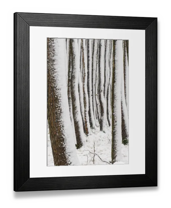 Framed Print : Alders in Bruchwald, Erlenbruch