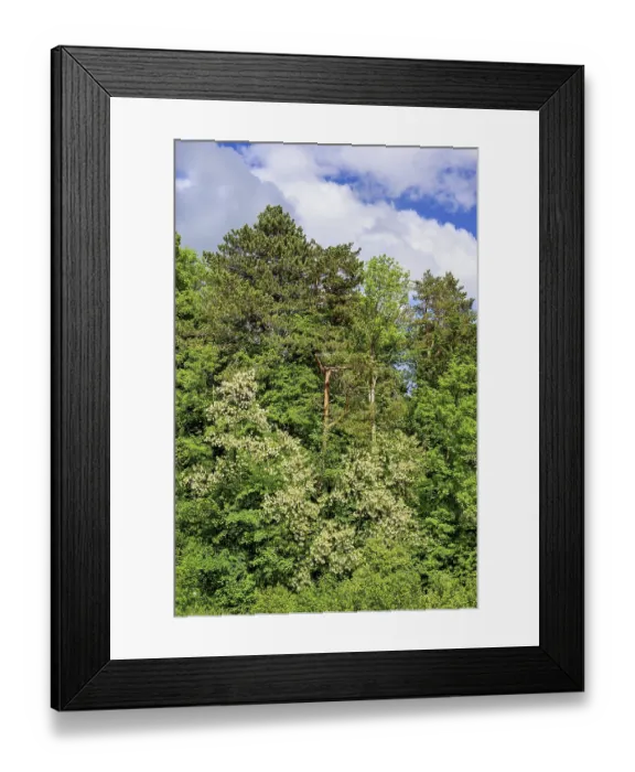 Framed Print : Mixed forest, common robinia flowering
