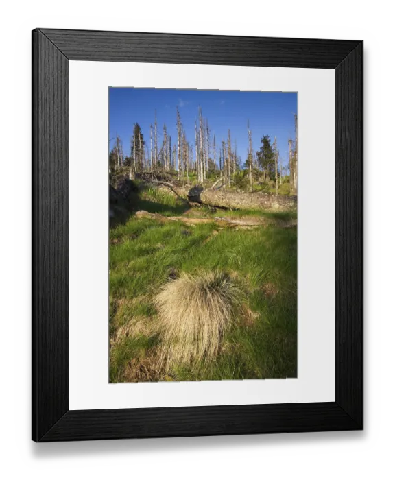 Framed Print : Sedge Grass with coarse woody debris Framed Print : Sedge Grass with coarse woody debris