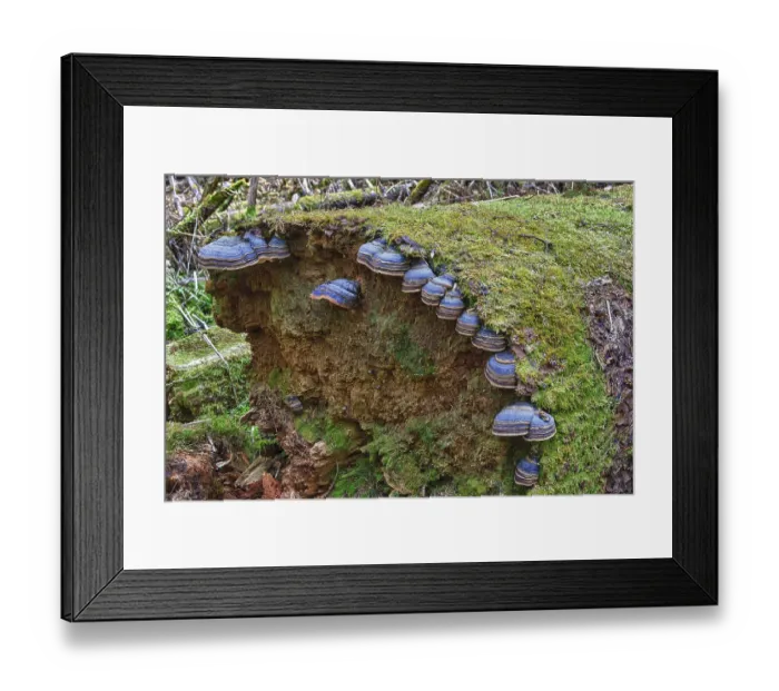 Framed Print : Red banded polypore (Fomitopsis pinicola) on a tree trunk Framed Print : Red banded polypore (Fomitopsis pinicola) on a tree trunk