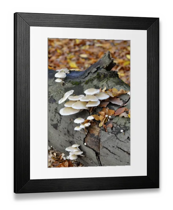 Framed Print : Fungus on a tree trunk in the forest Framed Print : Fungus on a tree trunk in the forest