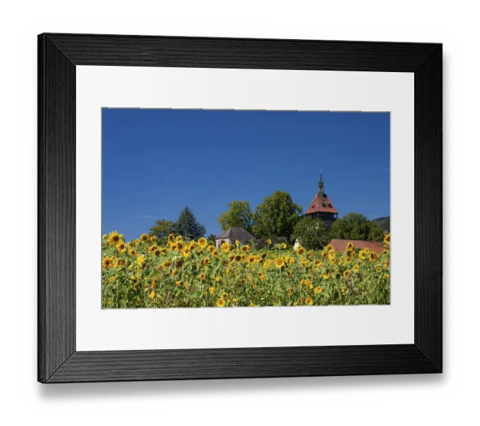 Framed Print : Geilweilerhof with sunflower field
