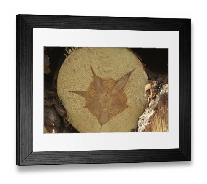 Framed Print : Cut by a coniferous tree. Structure of the wood