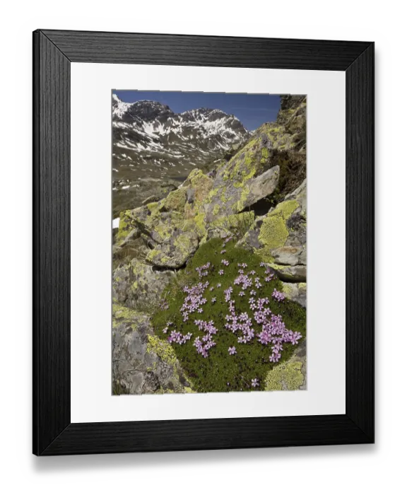 Framed Print : Moss Campion (Silene acaulis) flowering