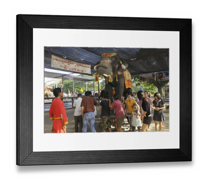 Framed Print : Thai tourists walking under an elephant for luck Framed Print : Thai tourists walking under an elephant for luck