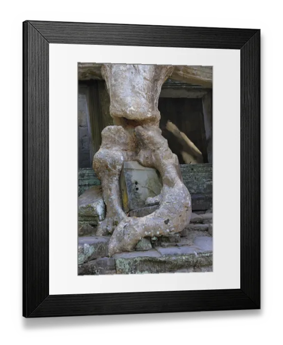 Framed Print : Tree roots, Tetrameles tree (Tetrameles nudiflora)