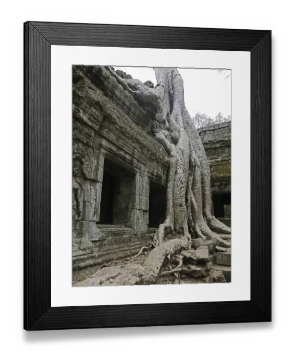 Framed Print : Tree roots grow over the ancient Ta Prohm temple Framed Print : Tree roots grow over the ancient Ta Prohm temple