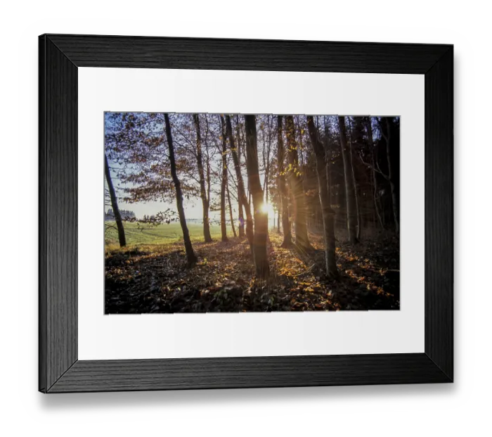 Framed Print : Deciduous forest, Allgau, Bavaria Framed Print : Deciduous forest, Allgau, Bavaria