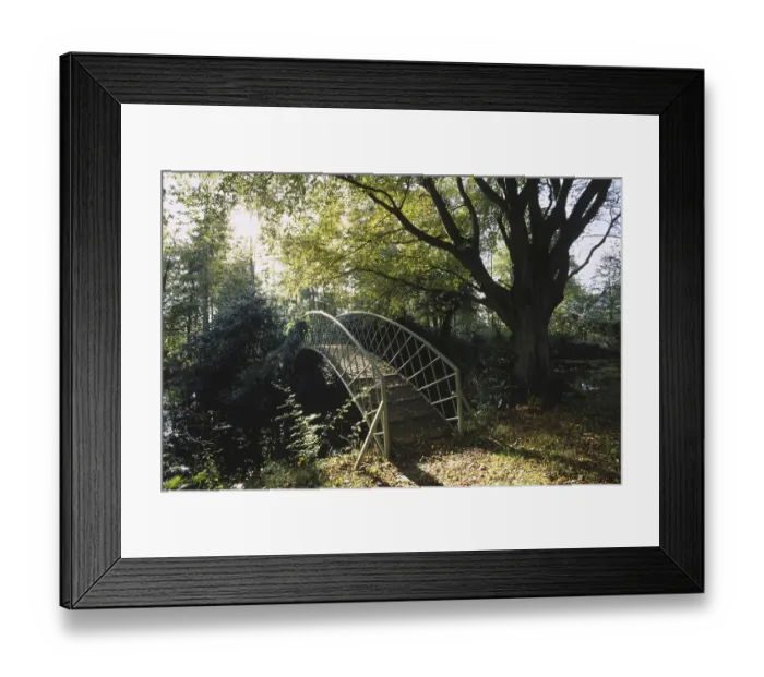Framed Print : Bridge over a woodland pool, mature beech tree in autumn