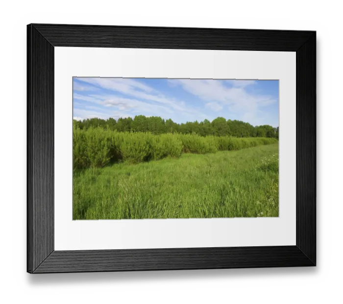 Framed Print : Biomass crop, Willow (Salix sp.) coppice, Sweden