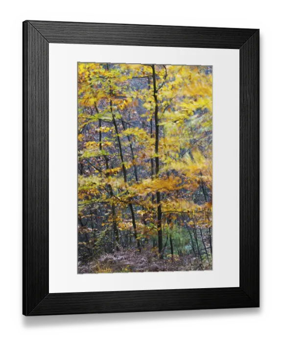 Framed Print : Red Beech on a stormy day in autumn Framed Print : Red Beech on a stormy day in autumn