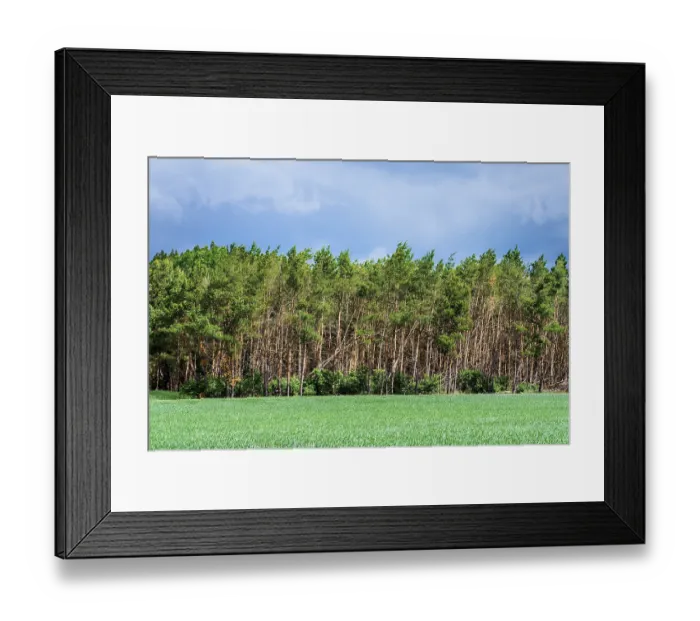 Framed Print : Forest dieback in the German forests Framed Print : Forest dieback in the German forests