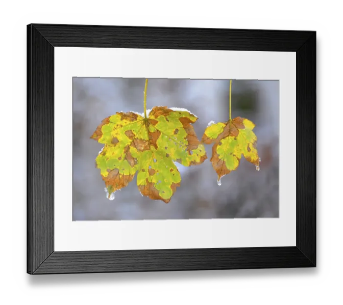 Framed Print : Maple leaves in the snow with deciduous forest in winter Framed Print : Maple leaves in the snow with deciduous forest in winter