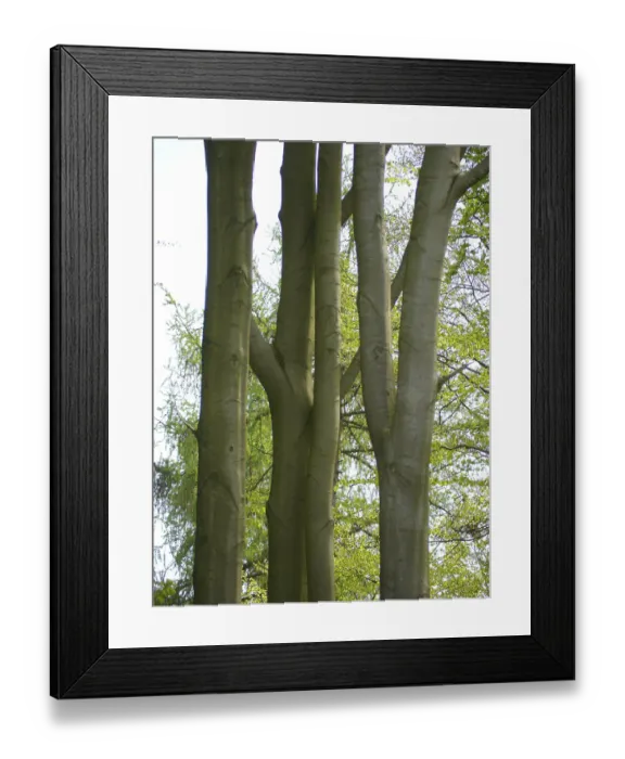 Framed Print : Deciduous forest in spring, beech forest in spring Framed Print : Deciduous forest in spring, beech forest in spring