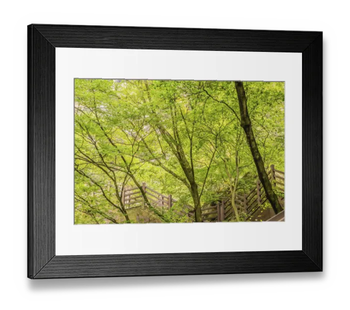 Framed Print : Lush canopy of green leaves with wooden railings of a forest staircase
